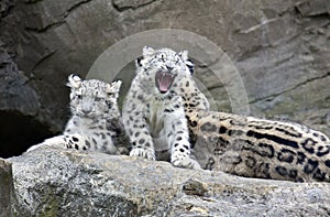 Snow Leopard cubs sitting with mother
