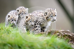 snow leopard cubs sneaking up on their mother