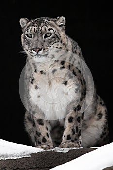 A snow leopard on a dark background sits and proudly looks ahead