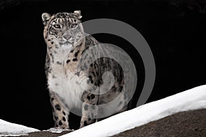 A snow leopard on a dark background sits and proudly looks ahead