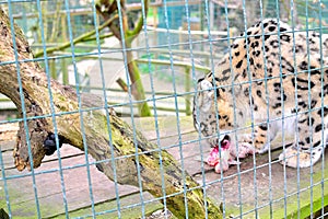 snow leopard is eating meat in zoo or nature centre