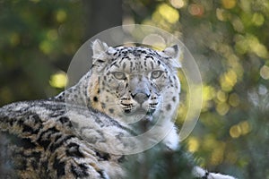 Snow Leopard with eye contact