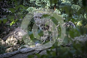 Snow Leopard photo