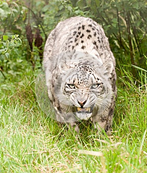 Snow Leopard Growling photo