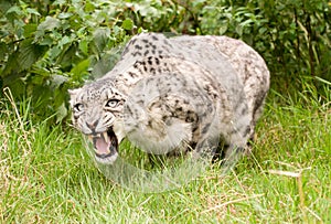 Snow Leopard Growling photo