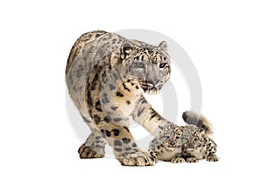 Snow leopard with her cubs, Panthera uncia