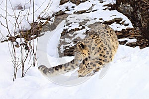 Snow leopard on hunt