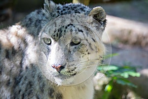 Snow leopard - Irbis