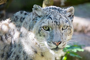 Snow leopard - Irbis