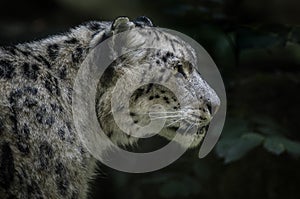 Snow Leopard - Irbis