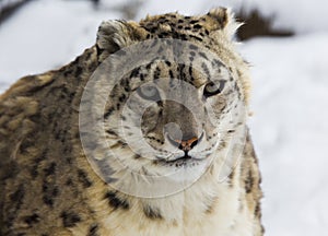 Snow leopard, irbis