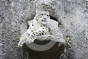 Snow leopard irbis