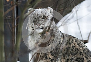 Snow Leopard Irbis Panthera uncia leopard looking ahead in zoo