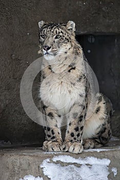 Snow Leopard Irbis Panthera uncia leopard looking ahead in zoo