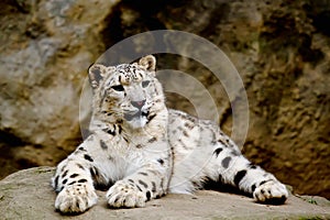 Snow Leopard Irbis (Panthera uncia) looking ahead