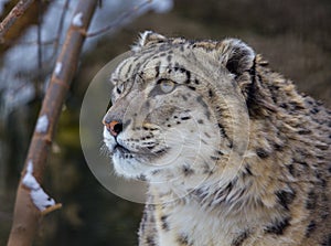 Snow leopard, irbis