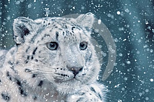 Snow leopard, Irbis Uncia uncia