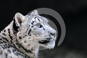 Snow leopard, Irbis Uncia uncia