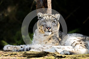 Snow leopard, Irbis Uncia uncia