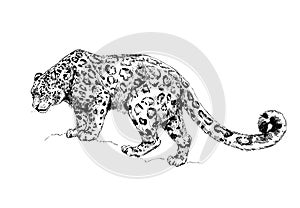 Snow leopard, irbis wild cats illustration