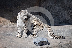 Snow Leopard in its outdoor exhibit and Brookfield Zoo