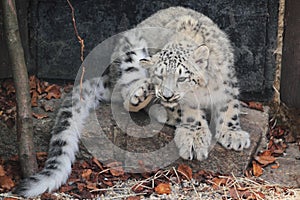 Snow leopard juvenile