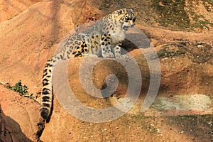 Snow leopard juvenile