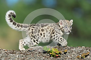 Snow Leopard Kitten