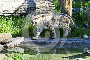 Snow leopard lat. unica unica