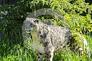 Snow leopard lat. unica unica