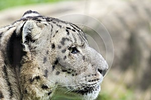 Snow leopard lat. unica unica
