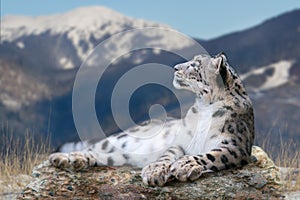 Snow leopard lay on mauntain landscape