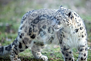 Snow leopard - leopard des neiges