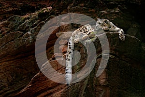 Snow leopard with long tail in the daRK rock mountain, Hemis National Park, Kashmir, India. Wildlife scene from Asia. Beautiful bi