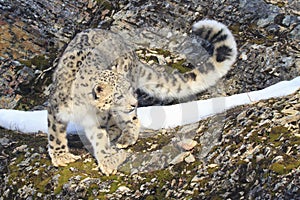 Snow leopard with long tail