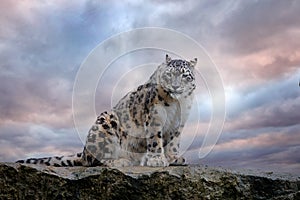 Snow leopard with long taill, sitting in nature stone rocky mountain habitat, Spiti Valley, Himalayas in India. Snow leopard