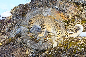 Snow leopard looking down mountain ledge photo