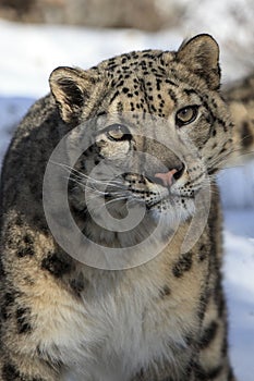 Snow Leopard Looking Forward