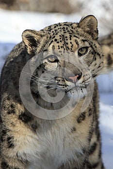 Snow Leopard Looking Forward photo