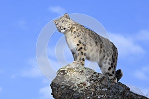 Snow Leopard Looking off Mountain