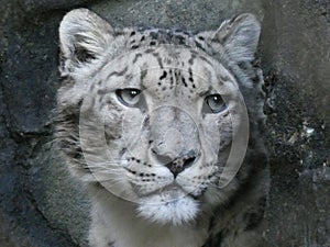 Snow leopard looking out at the world