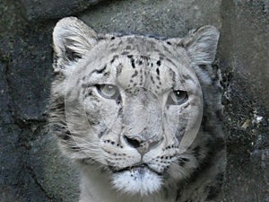 Snow leopard looking out at the world