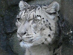 Snow leopard looking out at the world