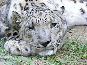 Snow leopard looking at the tourists