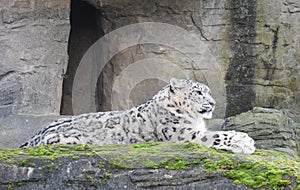 Snow Leopard lying on a rock ledge