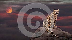 Snow leopard in moon light