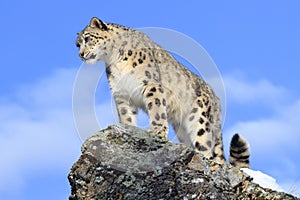 Snow Leopard on Mountain Ridge photo