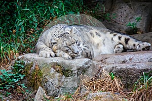 Snow leopard napping on a rock near forest edge