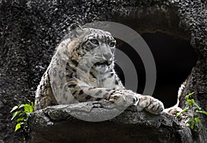 Snow leopard near the cave 1