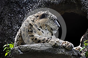 Snow leopard near the cave 2